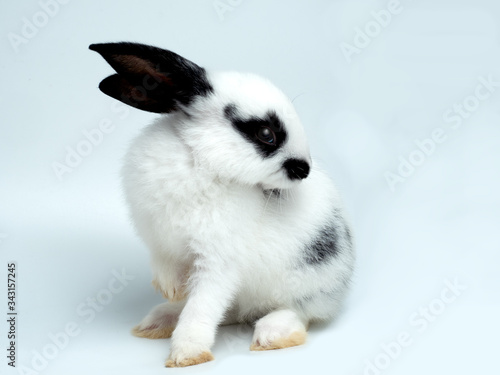 Cute baby white rabbit with black ears and eyes sitting on white background.