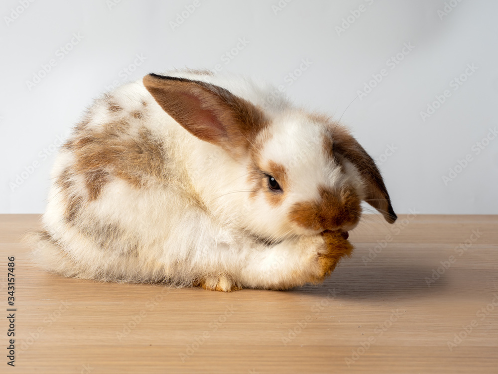 Rabbit sitting with one leg out, gesture like yoga pose. Easter or Healthy lifestyle concept.