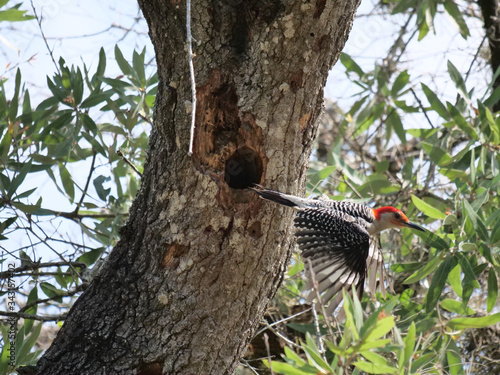 Red-bellied Woodpecker