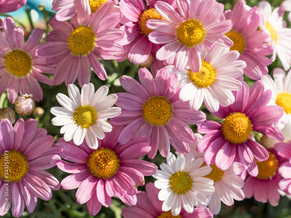 Bouquets of blooming daisies Bouquets of blooming daisies