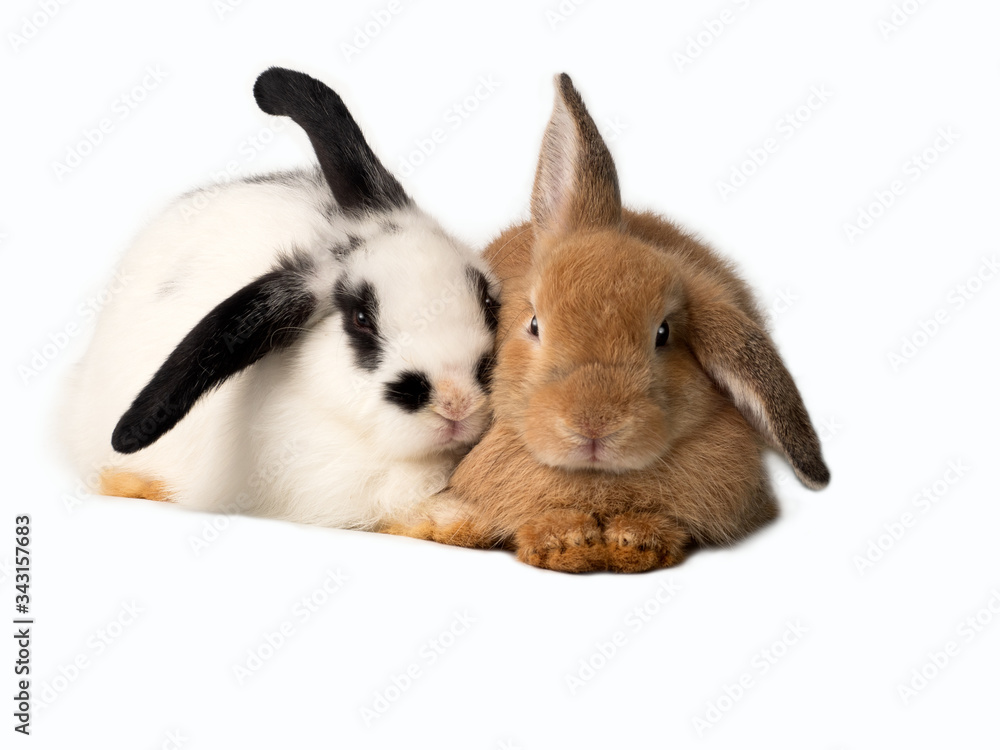 Two adorable rabbits sitting closely to each other, brown and white with black ears and mustache. Isolated on white background.