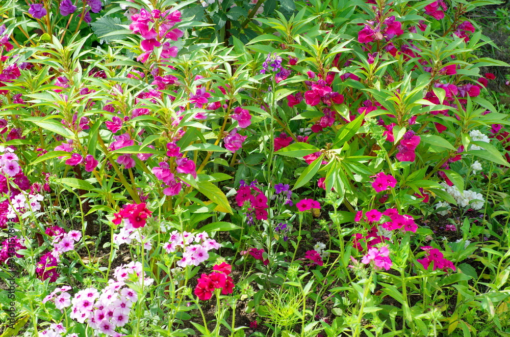 Garden balsam (lat. Impatiens balsamina) and annual Phlox  bloom in a flower bed in the garden