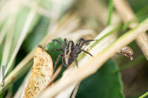 Brush Legged Wolf Spider in Springtime photo