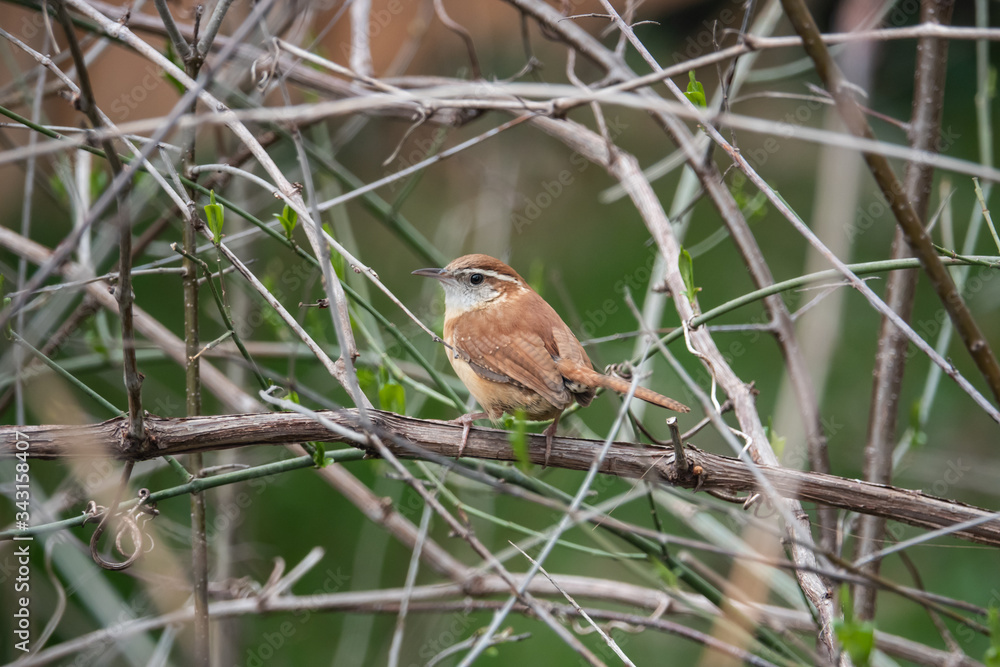 Carolina Wren Perched on Branch in Springtime Carolina Wren Perched on Branch in Springtime