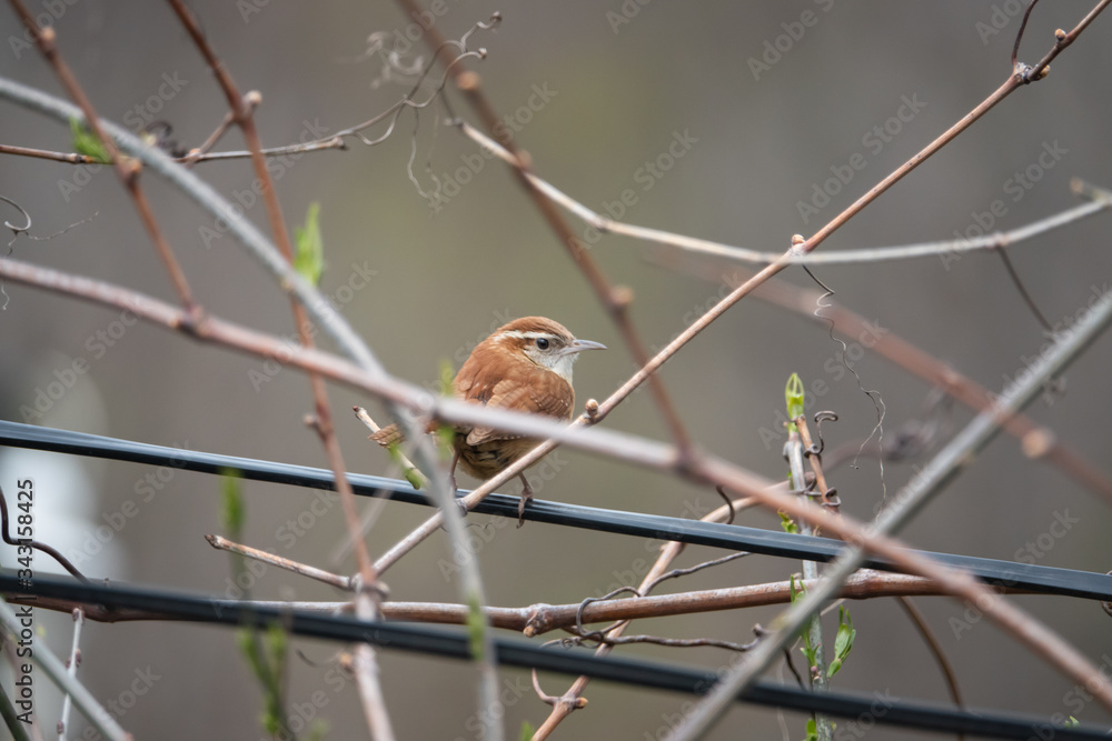 Fototapeta premium Carolina Wren Perched on Wire in Springtime