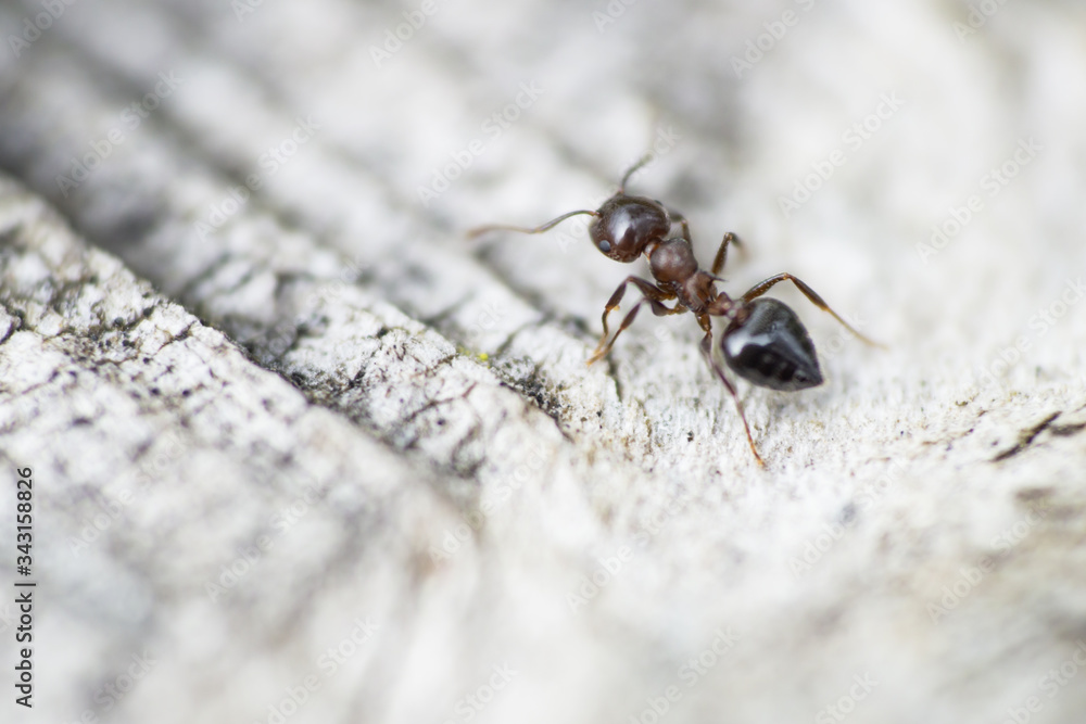 Cocktail Ant in Springtime