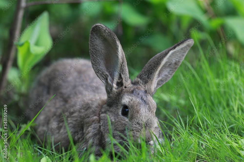 Obraz premium brown hare in the grass