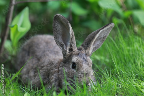 brown hare in the grass