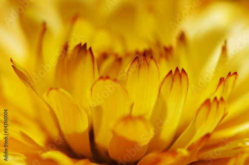 Close up of English marigold flower petal © rungnapa