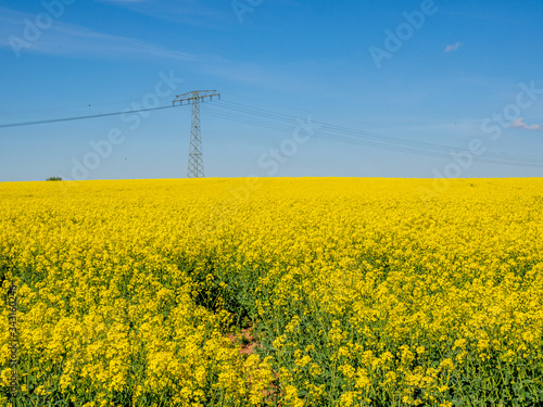 Rapsfeld blüht gelb im Frühling 