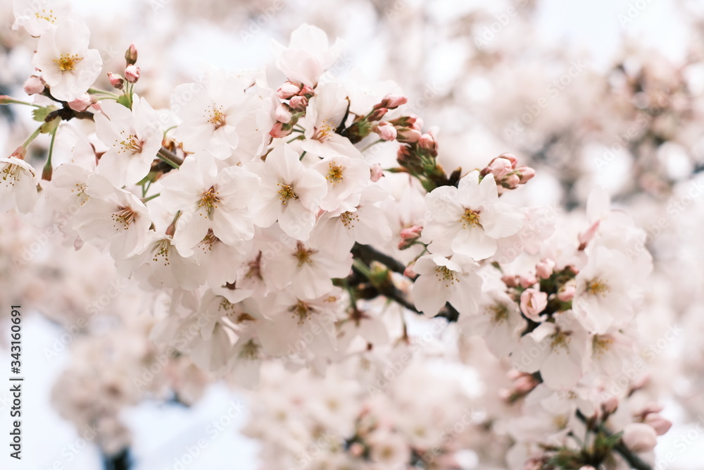 桜の開花