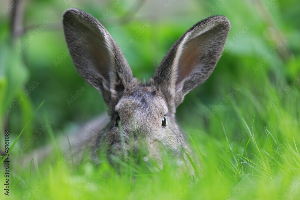 brown hare in the grass brown hare in the grass