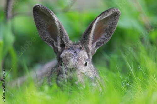 brown hare in the grass © serikbaib