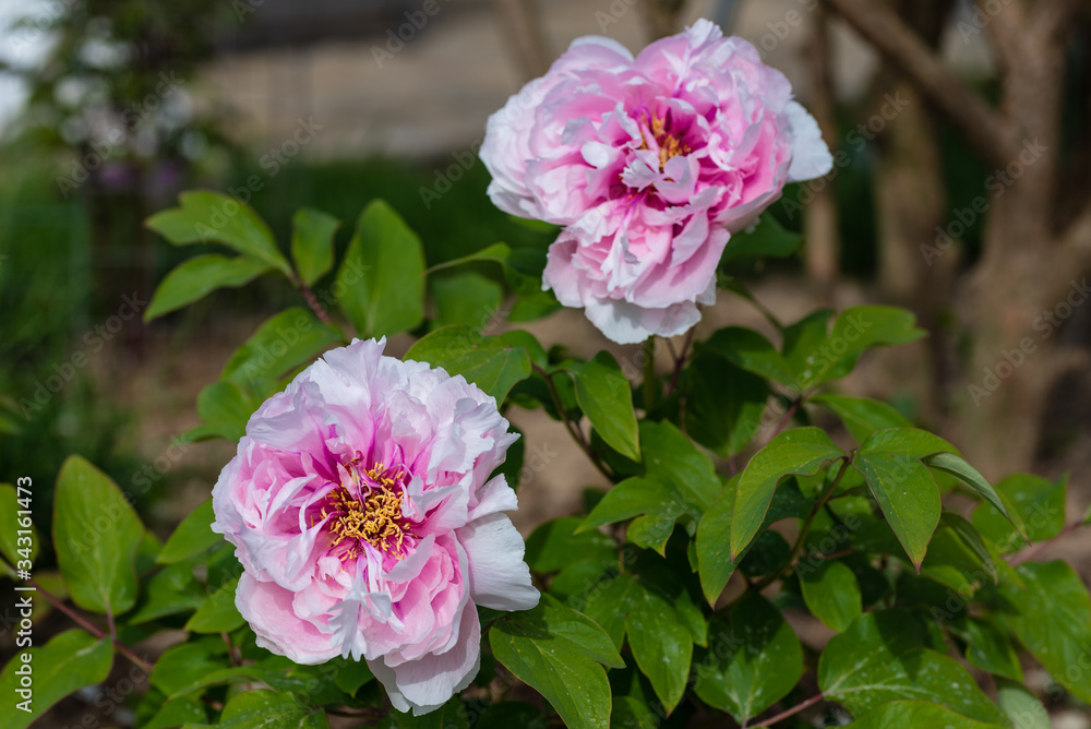 Single pink peony with shades. Spring flower