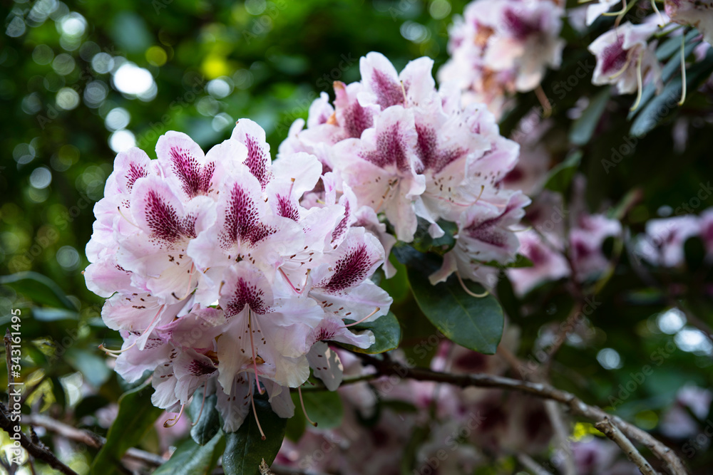 Close-up on pink rhododendron flowers