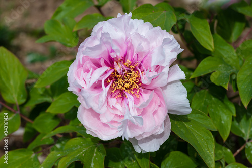 Single pink peony with shades. Spring flower
