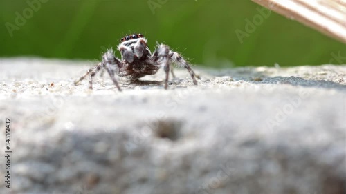 The jumping spiders (Menemerus) on a rock, Thailand. Menemerus spider is a genus of spiders in the family Salticidae. photo