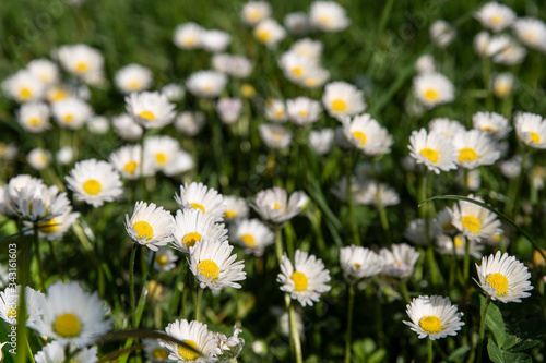 White daisies in grass in springtime