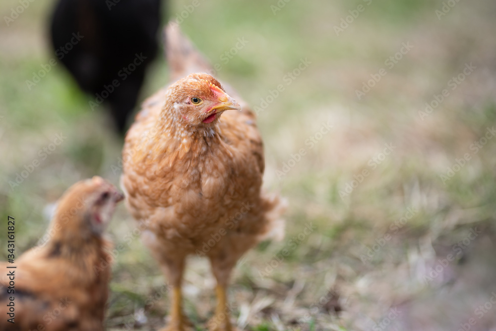 Chickens eating grass and walking in the farmyard. Close up with blurred background Chickens eating grass and walking in the farmyard. Close up with blurred background