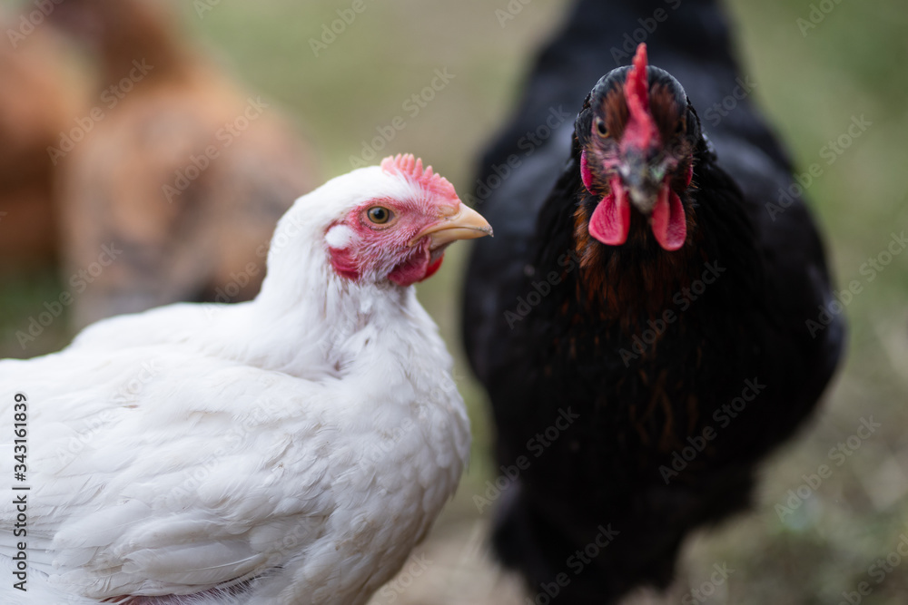 Chickens eating grass and walking in the farmyard. Close up with blurred background