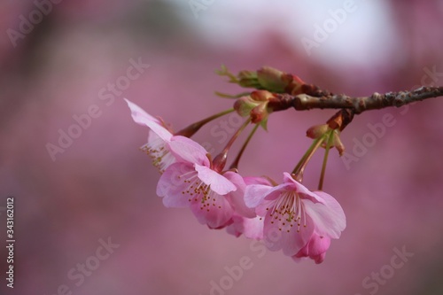 伊豆の河津桜