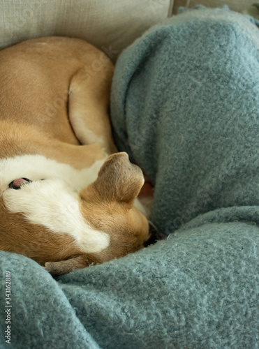 Rescue puppy on the couch snuggles into legs of owner