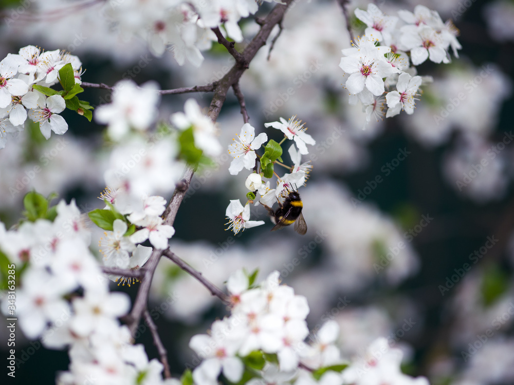 Spring background with cherry blossoms and bumblebee Spring background with cherry blossoms and bumblebee