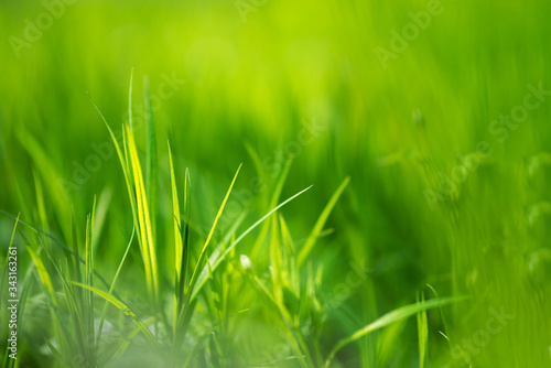 Spring green grass background selective focus