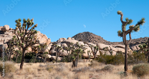 Joshua tree National Park, California