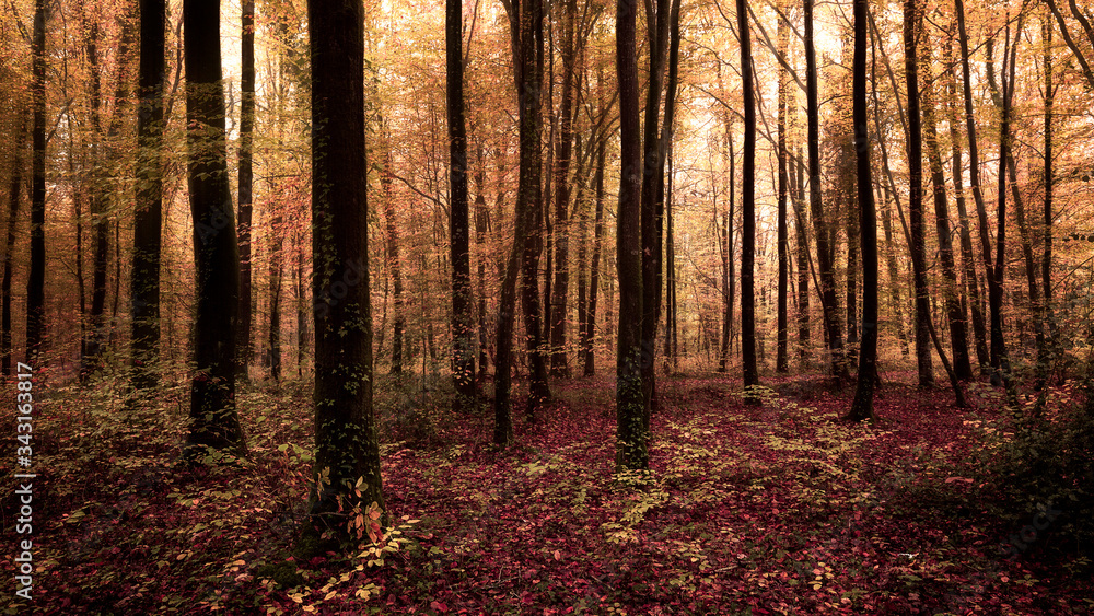 Fototapeta premium Automne