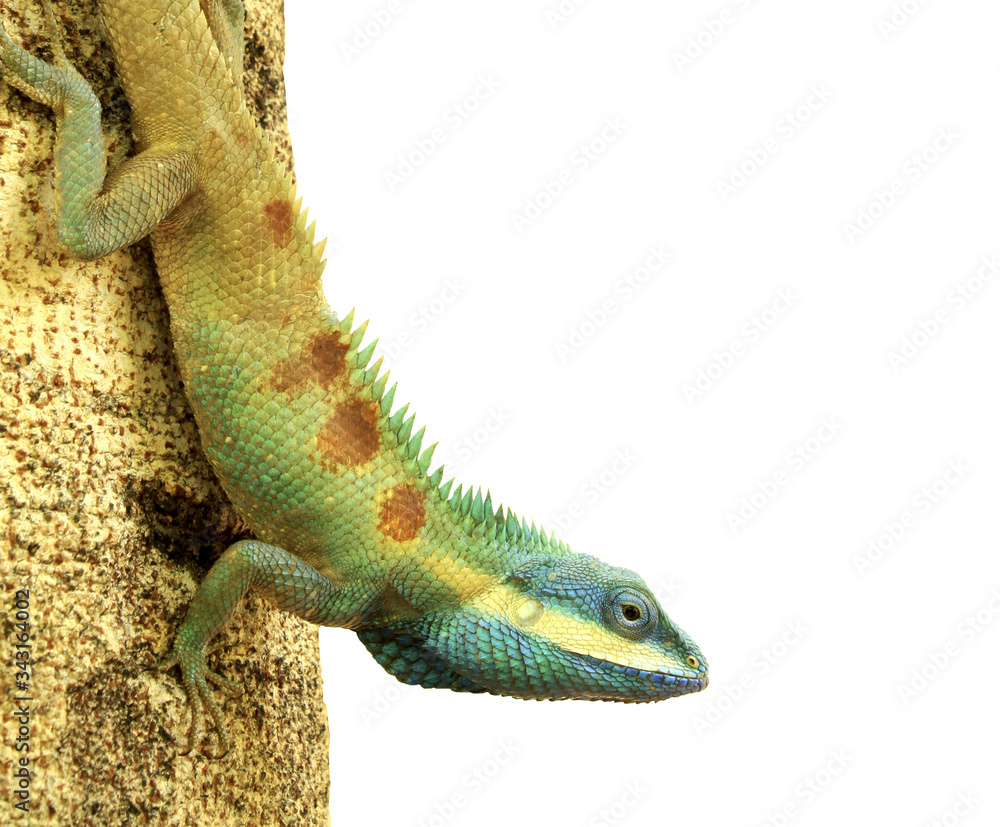 Fototapeta premium Chameleon on a log
