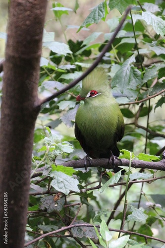 A beautiful Green Turaco in the Birds of Eden free flight sanctuary, located in The Crags near Plettenberg Bay, South Africa, Africa.