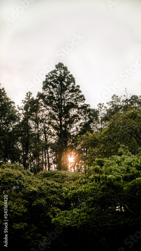 El Sol entre los arboles