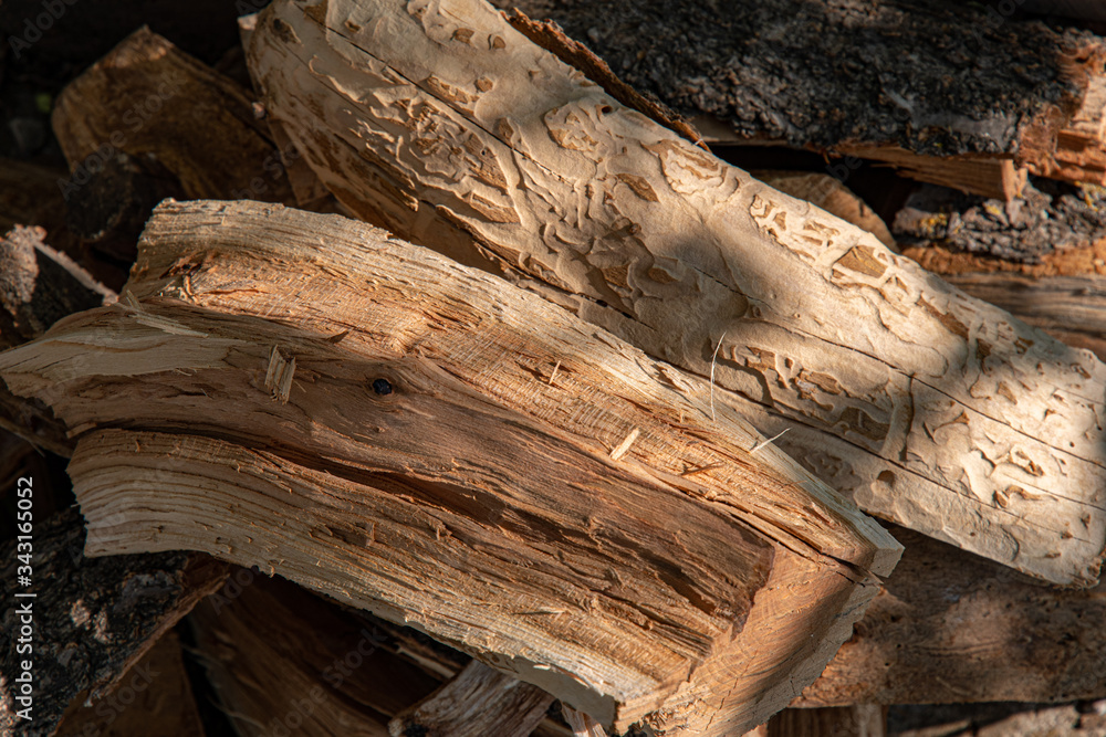 Old tree stump. Natural woods texture closeup in bright sunlight. Rustic fuel concept