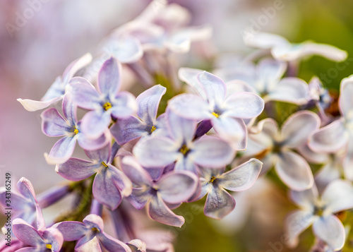 purple lilac flowers © Amelia Pearn