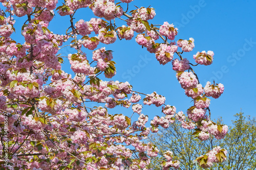 Rosa Baumblüten der japanischen Zierkirsche (Kurilenkirsche) im Frühling bei strahlendem Sonnenschein und blauen Himmel