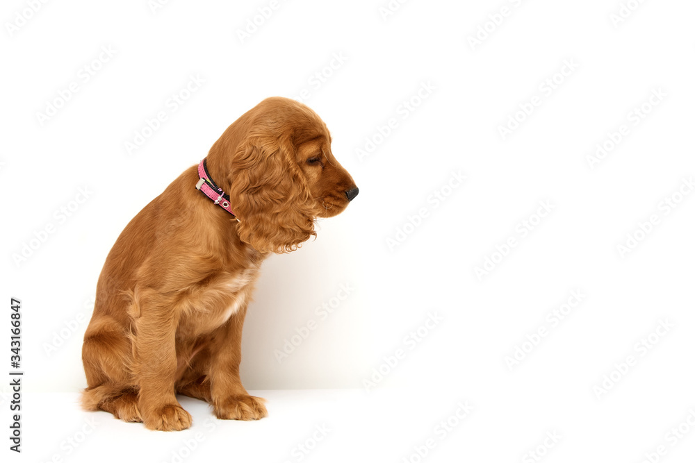 Cute, redhead puppy of english cocker spaniel on white background