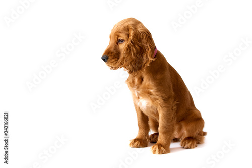 Fototapeta Naklejka Na Ścianę i Meble -  Cute, redhead puppy of english cocker spaniel on white background