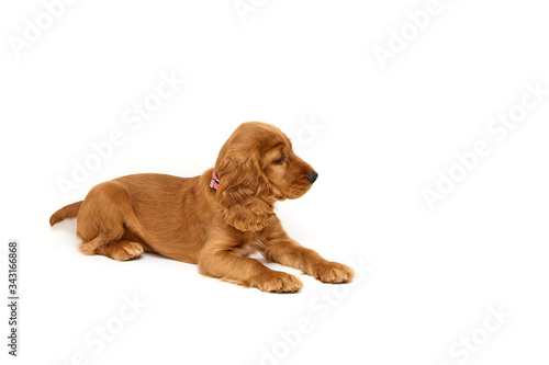 Cute  redhead puppy of english cocker spaniel on white background