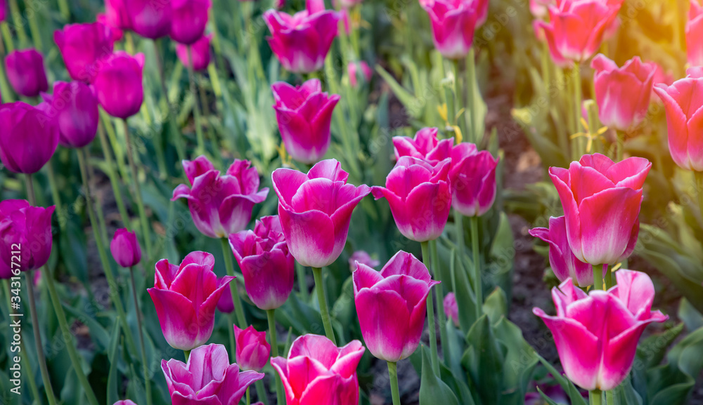 Tulips garden park festival beautiful flowers in spring season at morges city near lake leman in Switzerland, vacation in Europe. Tulips garden park festival beautiful flowers in spring season at morges city near lake leman in Switzerland, vacation in Europe.