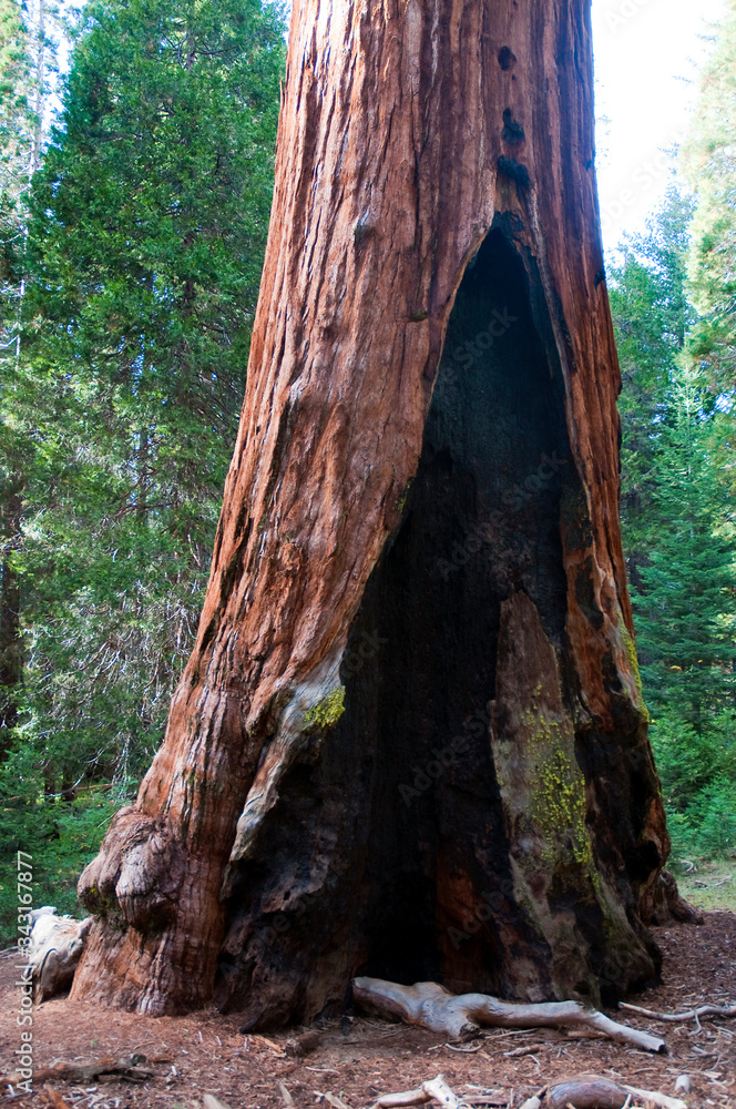 Sequoia Trees at Autumn in Sequoia National Park, California.