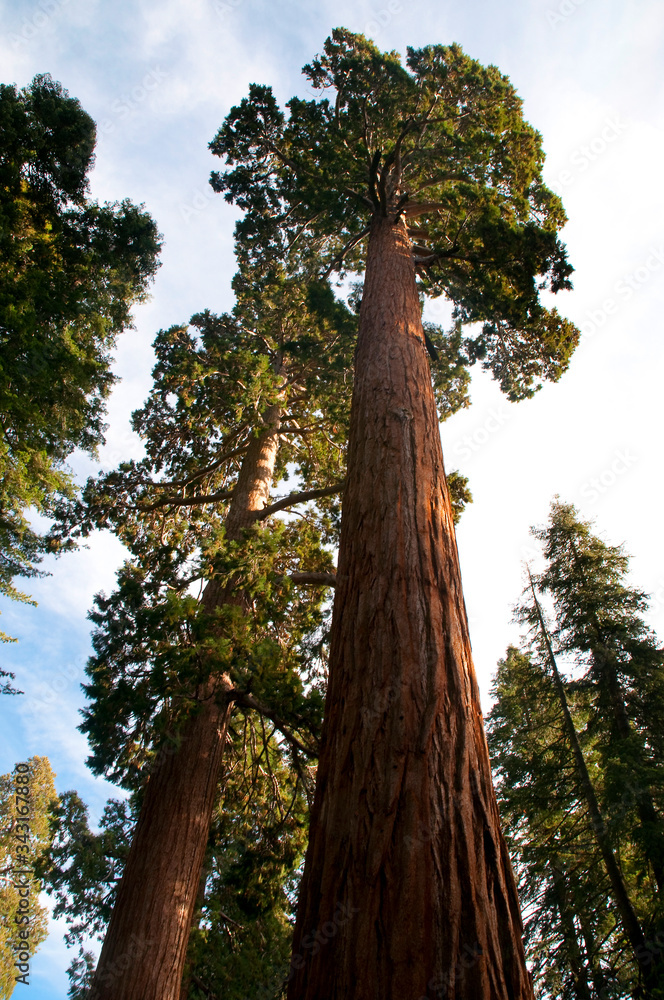 Fototapeta premium Sequoia Trees at Autumn in Sequoia National Park, California.
