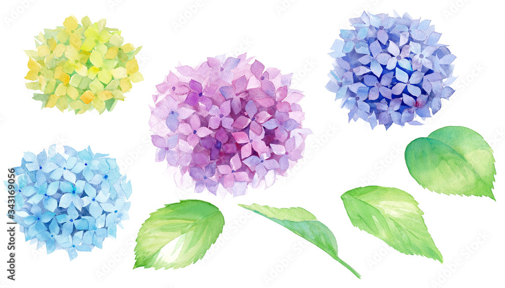 あじさいの水彩イラスト エレメントのセット Stock Illustration Adobe Stock あじさいの水彩イラスト エレメントのセット Stock Illustration Adobe Stock