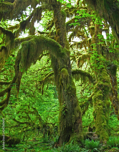 Mossy tree in a rain forest