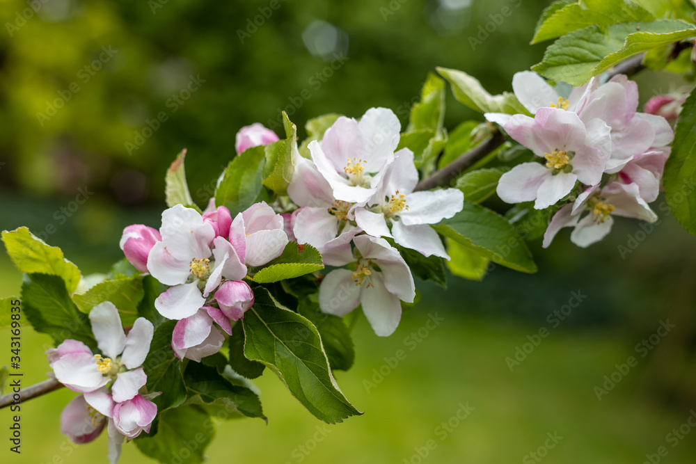 English apple blossom in April English apple blossom in April