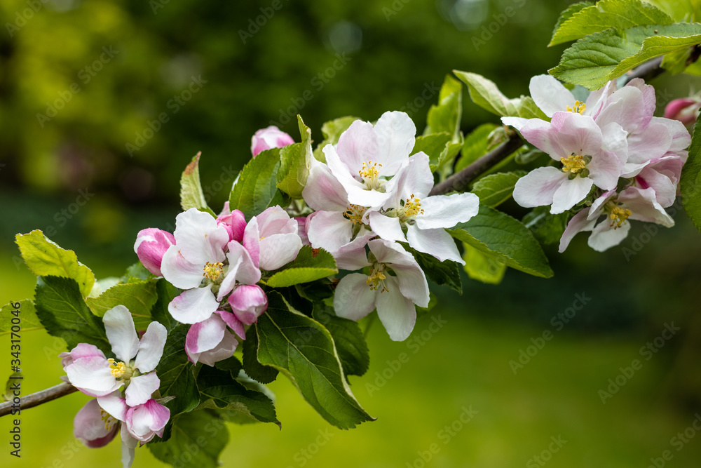 English apple blossom in April English apple blossom in April