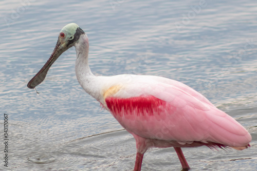 Roseate Spoonbill a large wading bird know for its pink plumage as well as it’s Spoon-shaped bill, feeding in a small pond in south Florida 