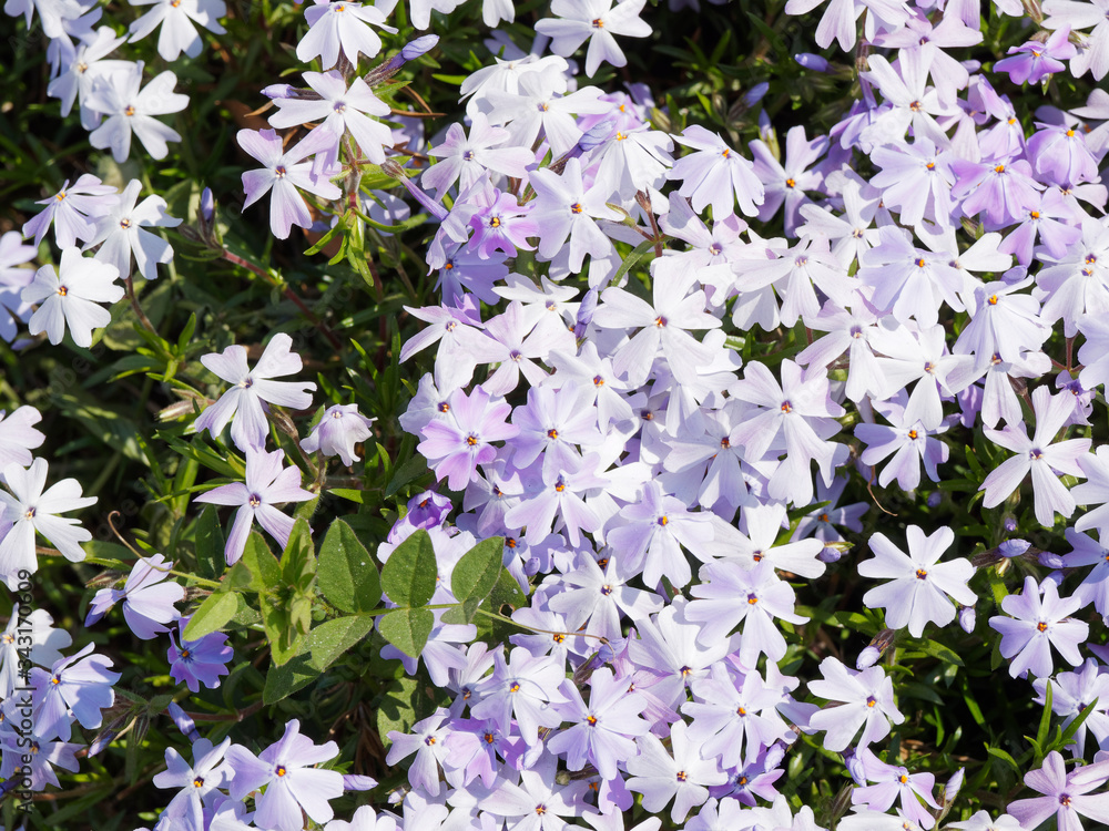 Phlox subulata | Phlox rampant ou phlox subulé aux abondantes fleurs à pétales cordiformes de couleur blanche légèrement violacé Phlox subulata | Phlox rampant ou phlox subulé aux abondantes fleurs à pétales cordiformes de couleur blanche légèrement violacé