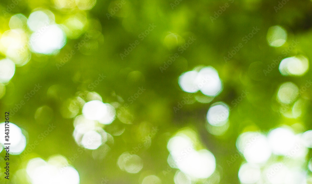 Green bokeh of a tropical tree