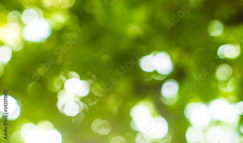 Green bokeh of a tropical tree
